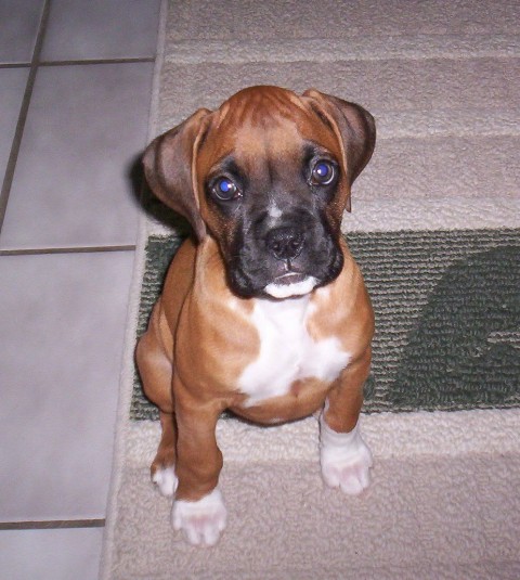 Molley_at_9_weeks