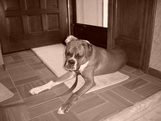 Mollie