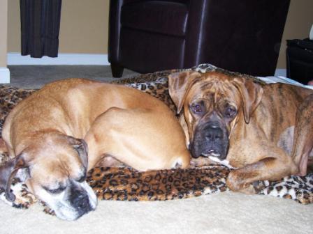Molly and Cooper laying with Daddy