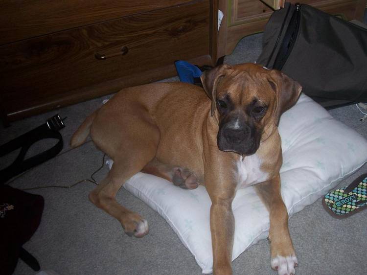 Molly at 6 months