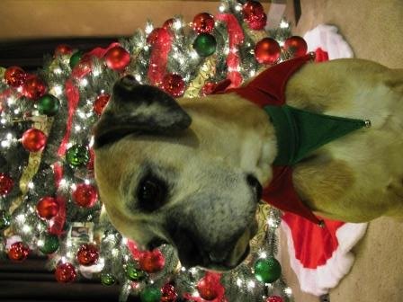 Molly at Christmas