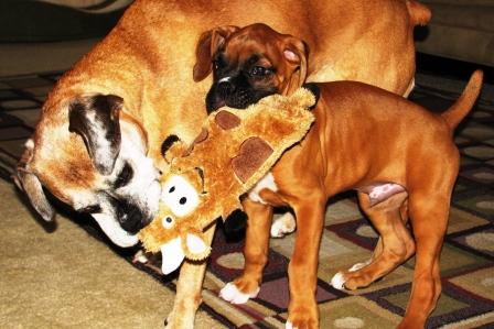 Molly & Bentley play tug o war