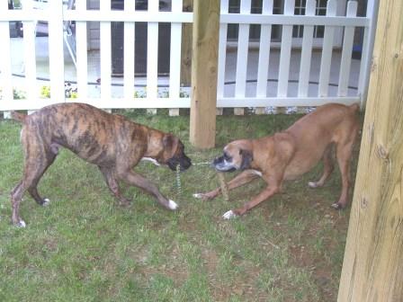 Molly & Cooper
