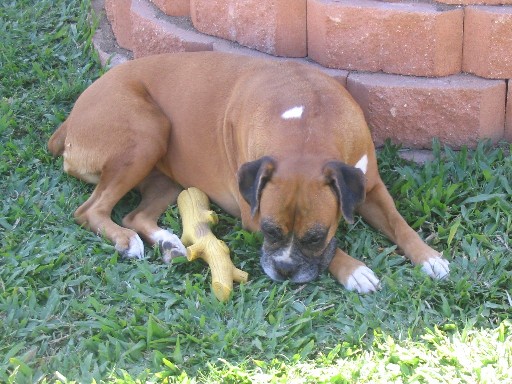 Molly & her stick