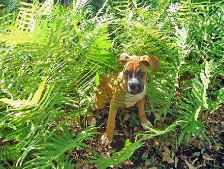 Molly in the ferns