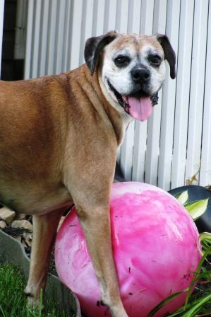Molly loves her pink ball!
