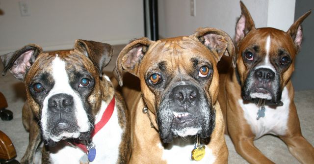 Molly,Mack&Ranger