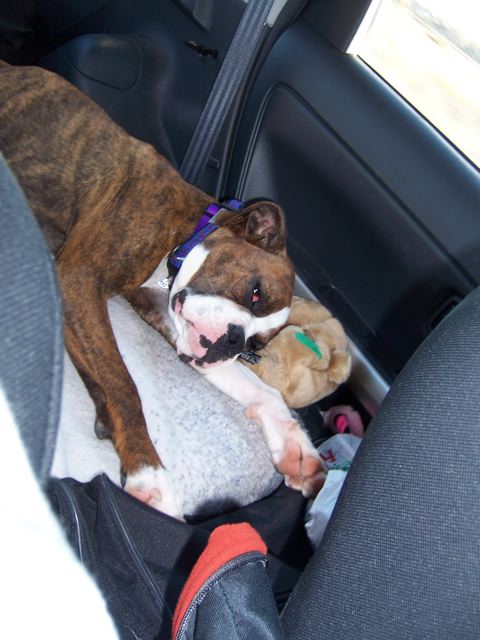 Molly on the car ride home