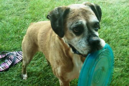 Molly playing frisbee...