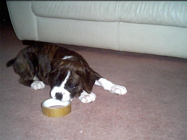 Molly Playing
