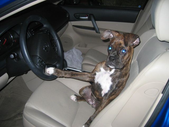 Molly ready to drive!!!