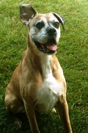 Molly ready to fetch!