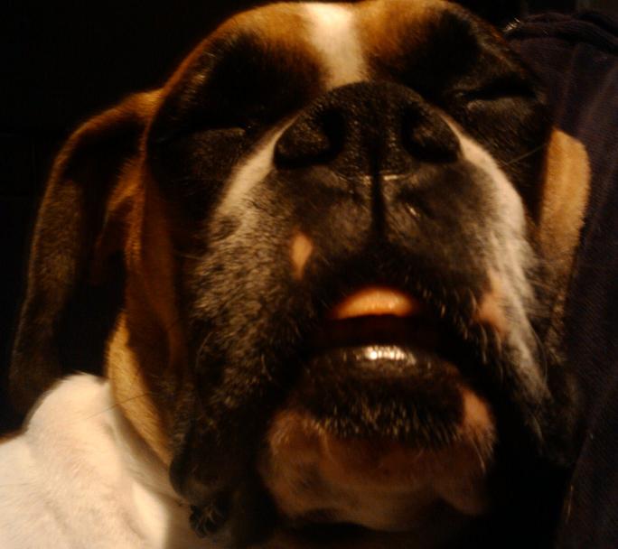 Molly Super Sleeping!!