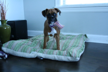 Molly Wobbles
