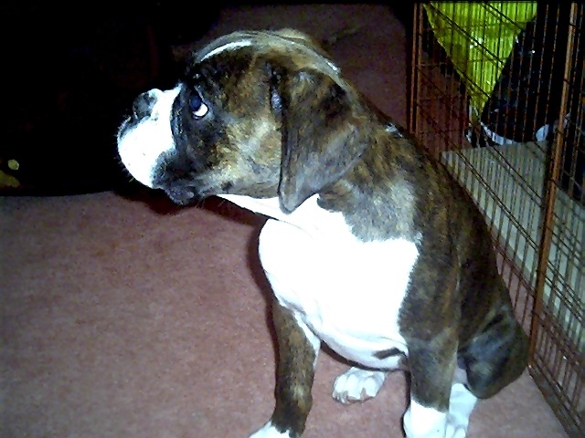 Molly