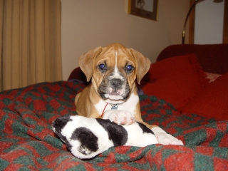 Molly