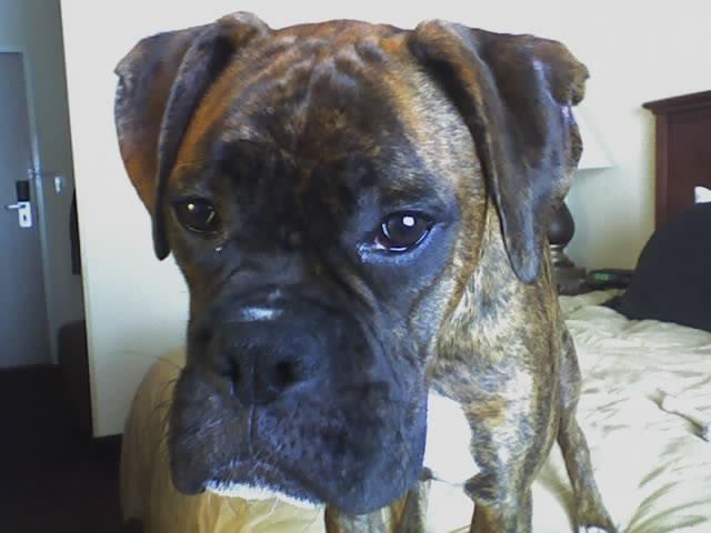 molly1
