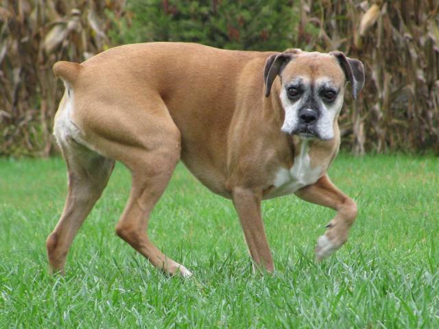 Molly_Farm_Dog