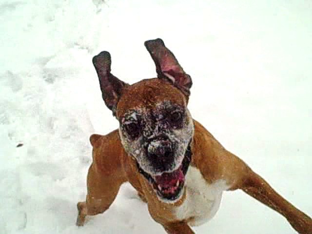 MollyFunSnow