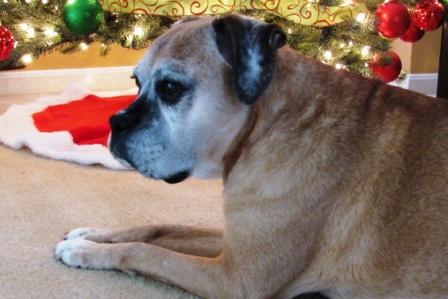 Molly's 10th Christmas