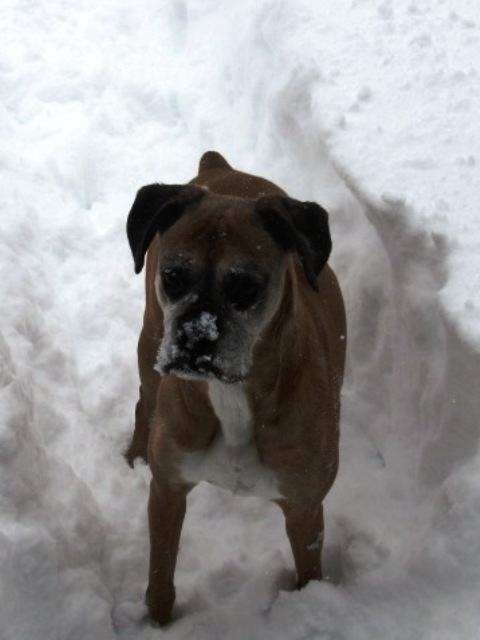 MollySnow
