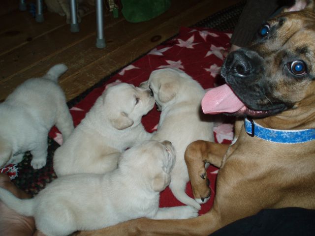 Mom can i have one?