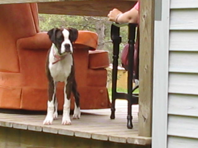 MOM! Can I play twith the big dogs?!