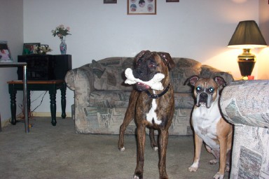 Mom..he took my bone..DO something!
