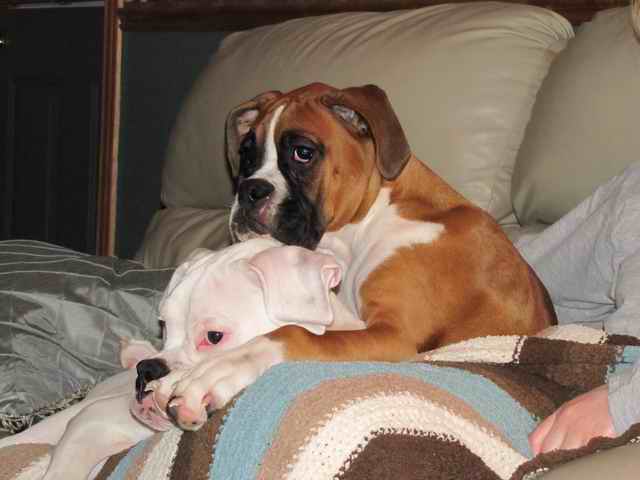 momma_s_babies