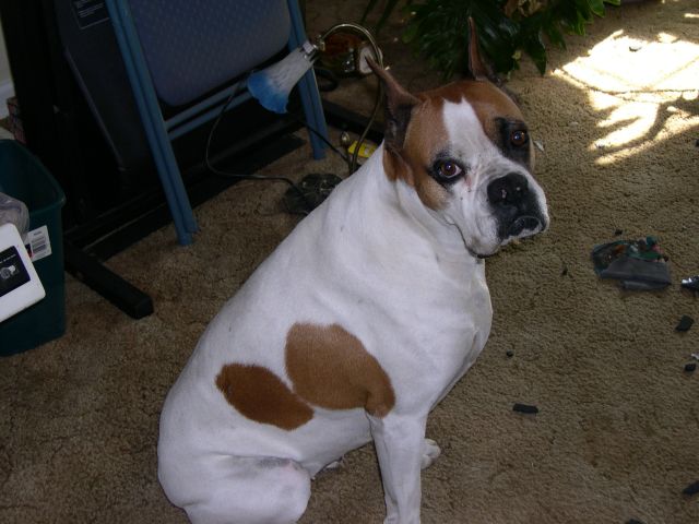 Mommie, I Am Really Innocent!!!!
