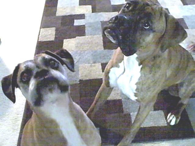 Mommy has our toy!