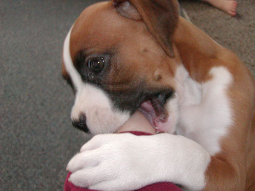 moms_a_chew_toy