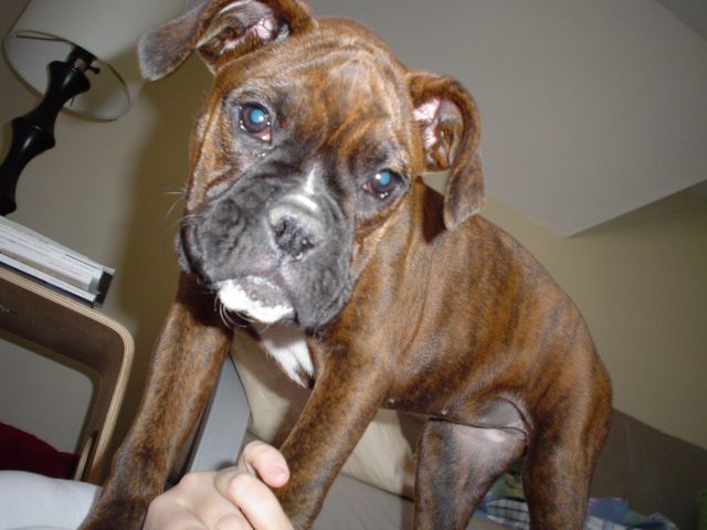 Monster Puppy