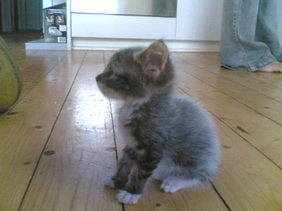 Monster Sitting