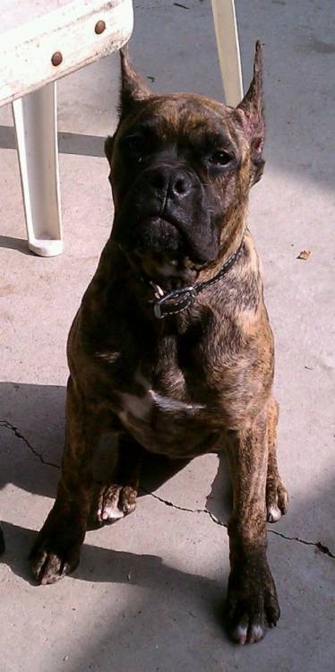 Monster the pup