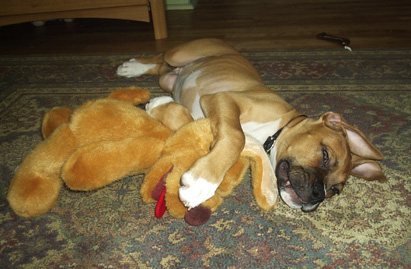 Monty 10 weeks