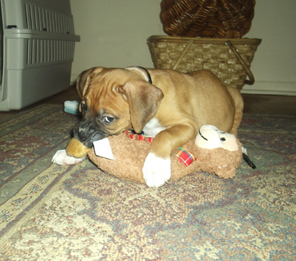 Monty 7 1/2 weeks