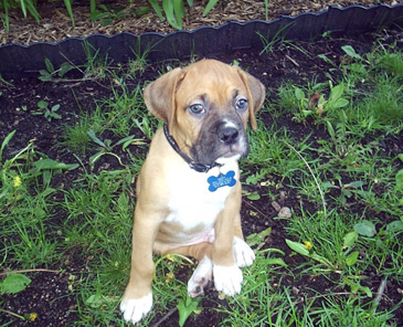 Monty 7 weeks