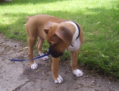 Monty 9 1/2 weeks