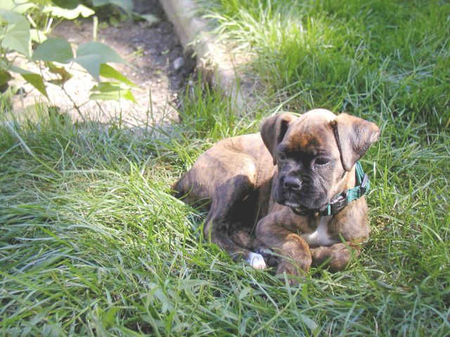 Monty at home in backyard 1
