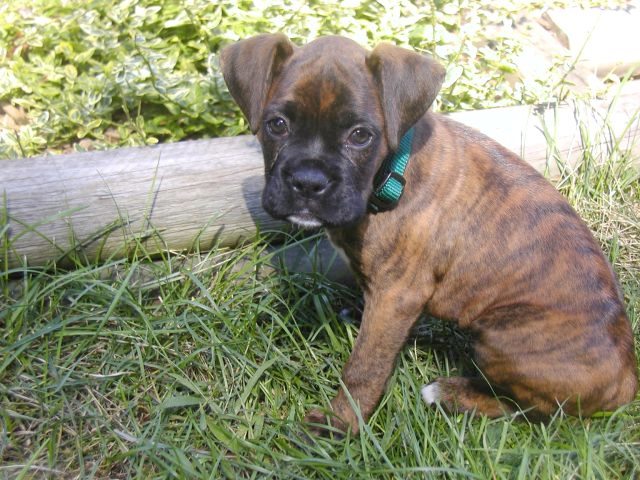 Monty first day home