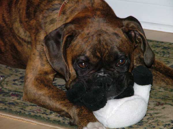 Moo Cows Head in Jowls