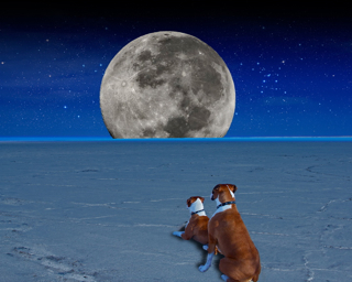 MoonWatch
