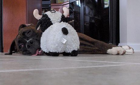 Moooooooo