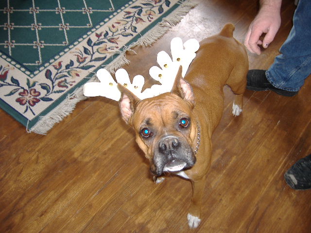 "Moose" antlers