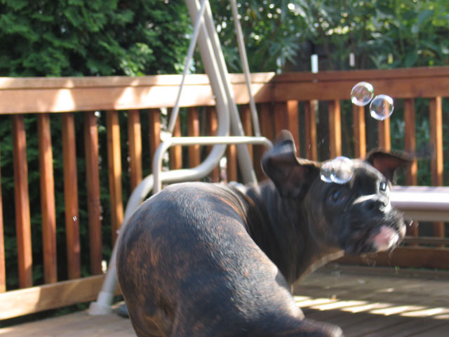 More Bubbles