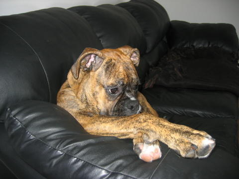 More Couch