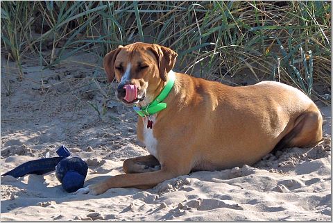 More Fun at the Dog Beach