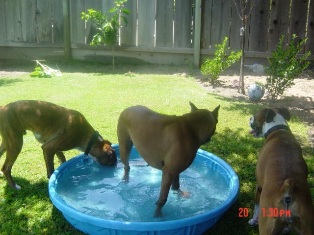 More Pool Party!