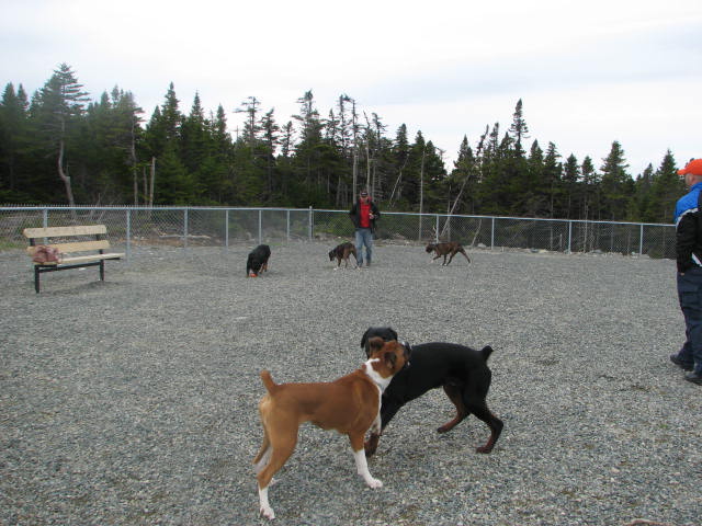 More pups playing
